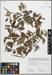 Foto von Salix pentandra L.